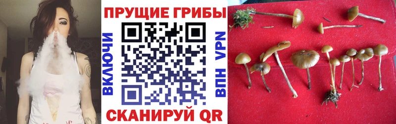 Галлюциногенные грибы Psilocybine cubensis  Кола 